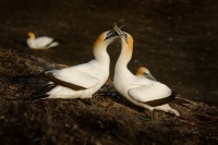 Terej australsky - Sula serrator - Australian Gannet - takapu 1679